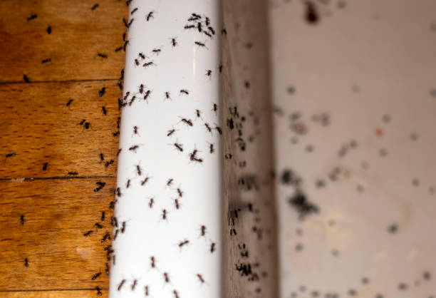Pest Prevention Services in Shell Point, SC